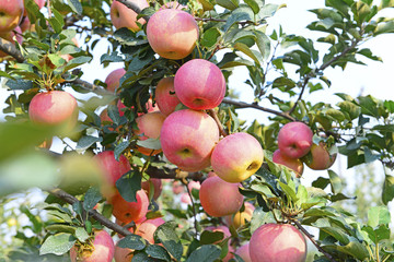 Ripe apple, in a tree