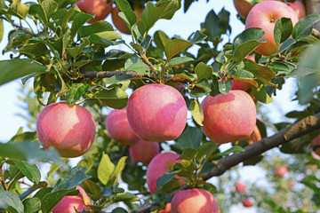 Ripe apple, in a tree