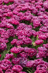 Tulip fields of the Bollenstreek, South Holland, Netherlands