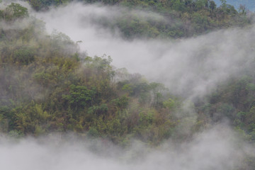 Fog covering forest.