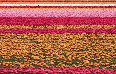 Obraz premium Tulip fields of the Bollenstreek, South Holland, Netherlands