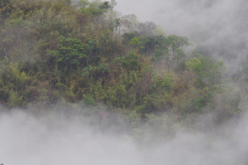 Fog covering forest.