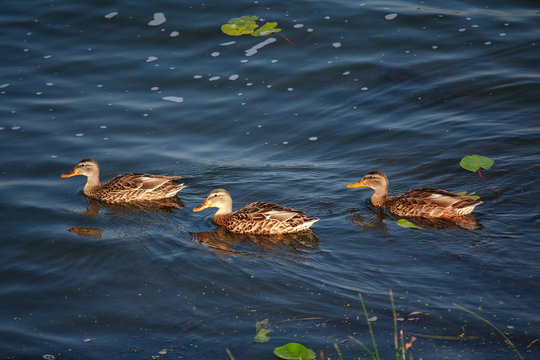 Three wild ducks floating on pond. Pond