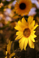 Sunflowers