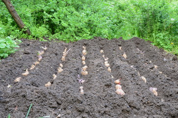 
Planting of old tubers of potatoes in the allotted plot of the garden.