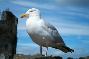 Fototapeta na wymiar A proud seagull in Conwy, Wales
