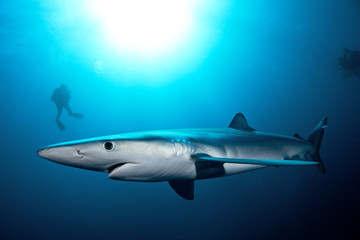 Fototapeta premium Blue shark, prionace glauca, Atlantic ocean, Simon's Town, South Africa