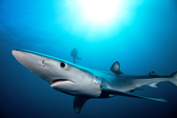 Blue shark, prionace glauca, Atlantic ocean, Simon's Town, South Africa