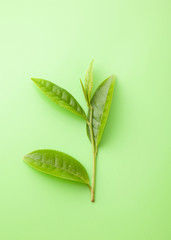 Fototapeta premium 茶葉 の新芽