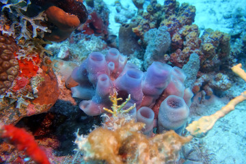 Eponges sous-marines