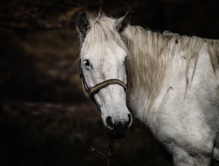 Portrint of a white horse on a dark background