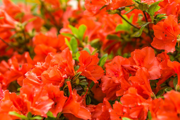 Red Flowers Blooming in the Spring