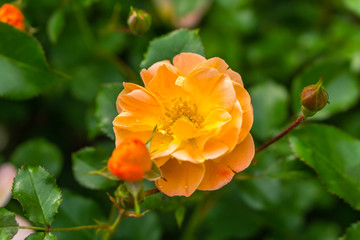 Obraz premium Roses Blooming in the Spring Time