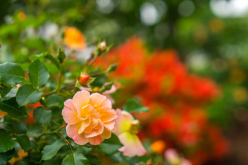 Roses Blooming in the Spring Time