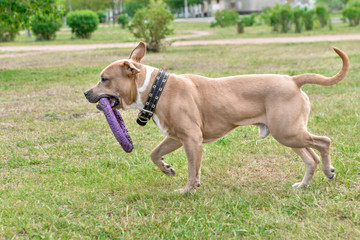 A dog, a brown pitbull, runs along the grass with a toy in its teeth. Horizontal frame