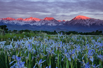 Wild Iris Flowers With Sunrise Mountains - obrazy, fototapety, plakaty