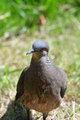 turtle dove