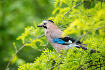 Eurasian jay or Garrulus glandarius