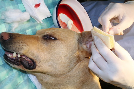 Veterinary surgery - othematoma by crossbreed dog