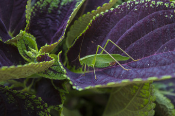 Grasshopper