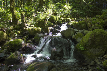 Mountain Stream Oregon
