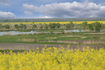 Canola fields and fishpond, central Europe