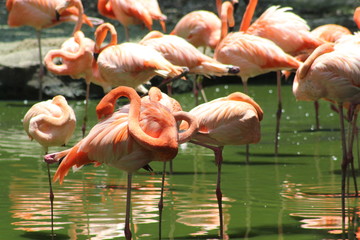 Flamencos rosados.