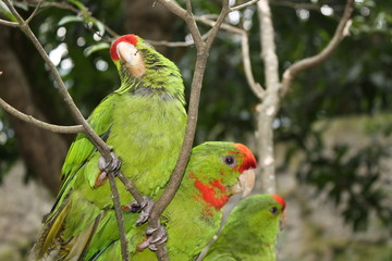 Grupo de pericos.