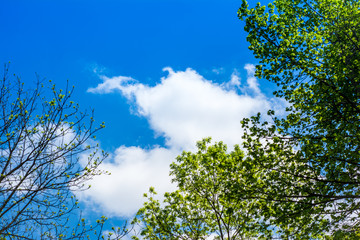 Blue Sky and Trees