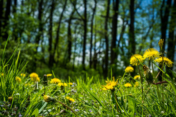 Dandelions In The Park Background