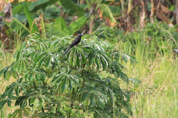 Paisaje rural. San Juan de Urabá, Antioquia, Colombia. 