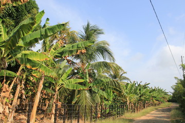 Platanar. San Juan de Urabá, Antioquia, Colombia. 