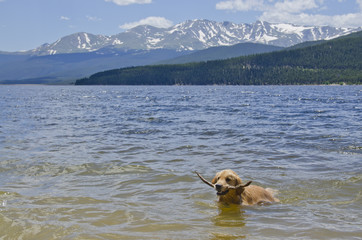 Golden Retriever Dog Swimming with Stick in Mountain Lake © chapin31