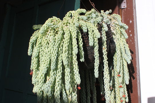 Platanitos, cola de borrego, cola de burro o nariz de borracho (Sedum morganianum).