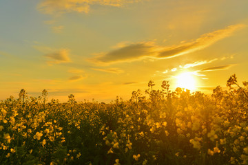 Rapeseed