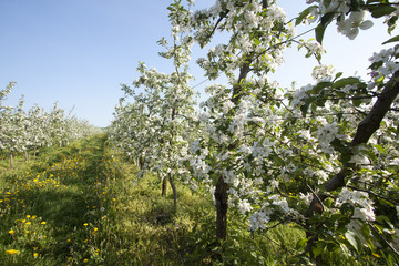 Fototapeta na wymiar bloom apple trees plantation