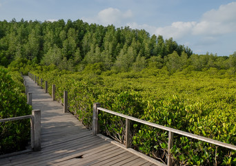 Mangrove forest Nature and Forest Klaeng in Rayong, Thailand