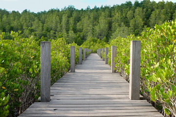 Mangrove forest Nature and Forest Klaeng in Rayong, Thailand