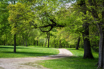 Dirt Road In The Forest Park