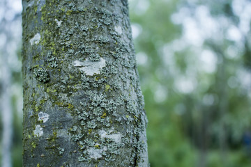 Tree Bark