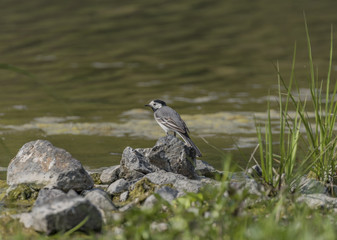 Wagtail bird near lake in spring