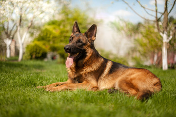 Lying beautiful german shepherd dog