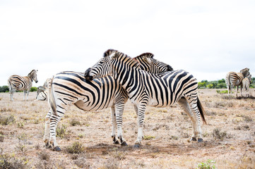 Fototapeta na wymiar two zebras full height opposite each other