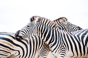 Fototapeta na wymiar two zebras roughly in love
