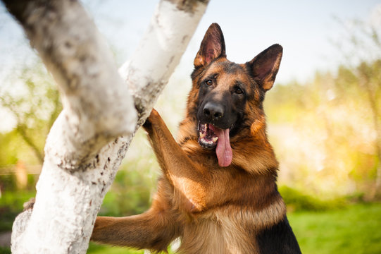 German shepherd dog doing a trick with a tree