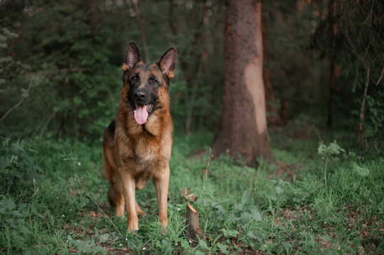 German shepherd dog standing in the forest