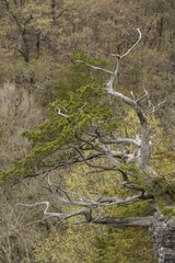 Mostly Barren Tree In Spring