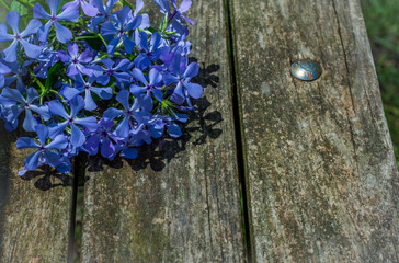 Flowers On A Bench Background