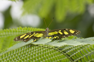 Butterfly 2017-29 / Butterfly on a fern