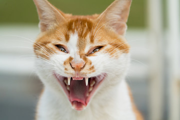 portrait of white-light brown cat screaming isolated on blur background